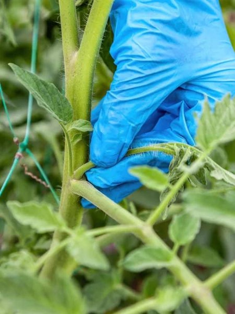 Фото: depositphotos.📷    Волчки на помидорах - что это такое, когда обрезать, как укоренить
