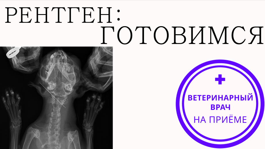 Что важно знать владельцу о рентгене у животных