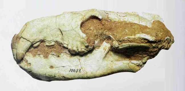 Череп гиенодона из Окситании