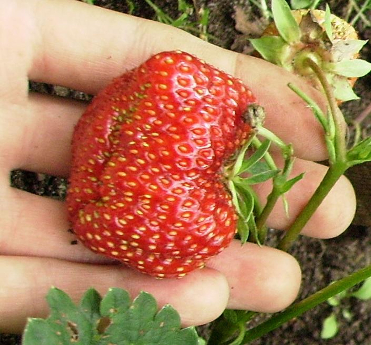 фото автора: ягода сорат Рубиновый кулон