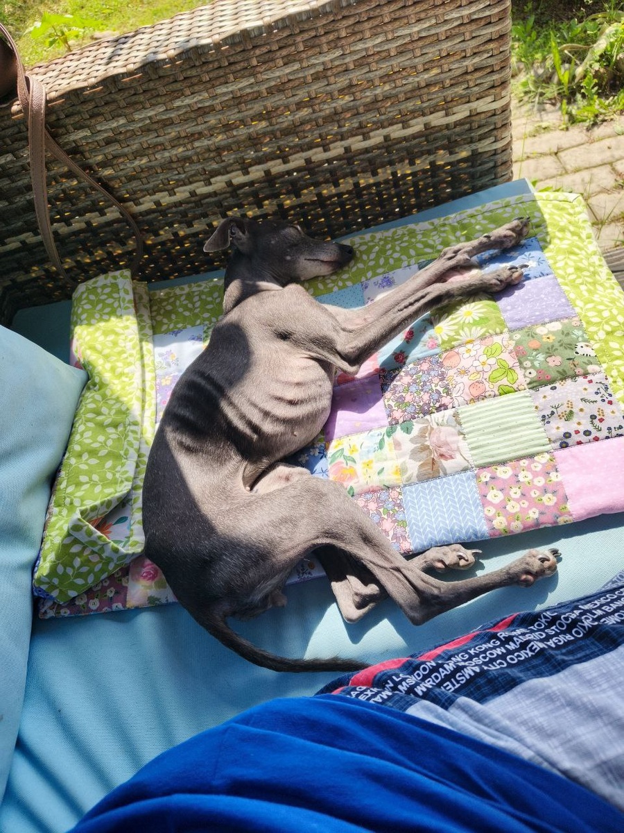 Моне, новый коврик и немного Наташи. Дачная жизнь