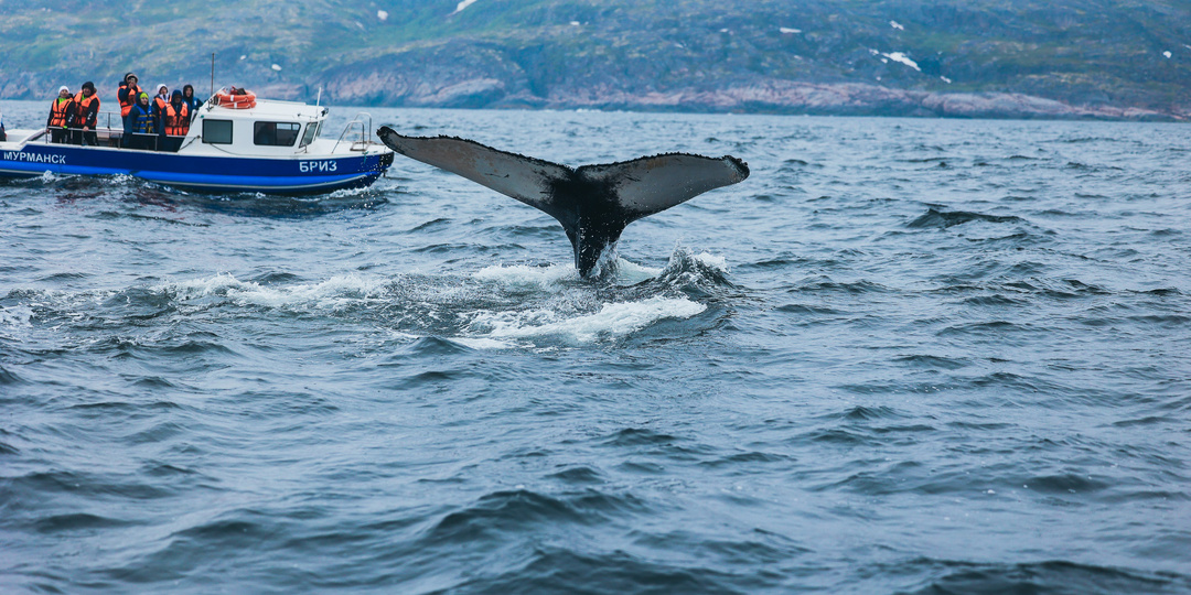 🐋 Киты без виз: от Мексики до Мурманска — 8000 км по открытому океану