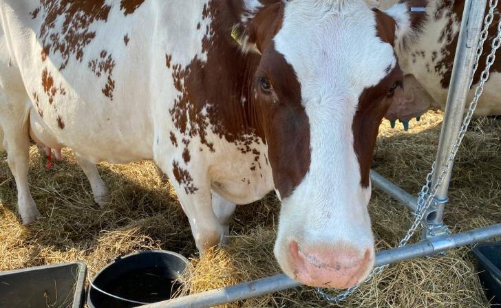    фото Курские известия