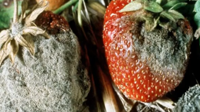 Серая гниль на клубнике