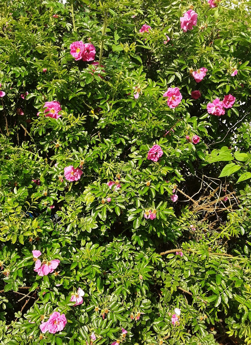 По пути сегодня попался цветущий шиповник.