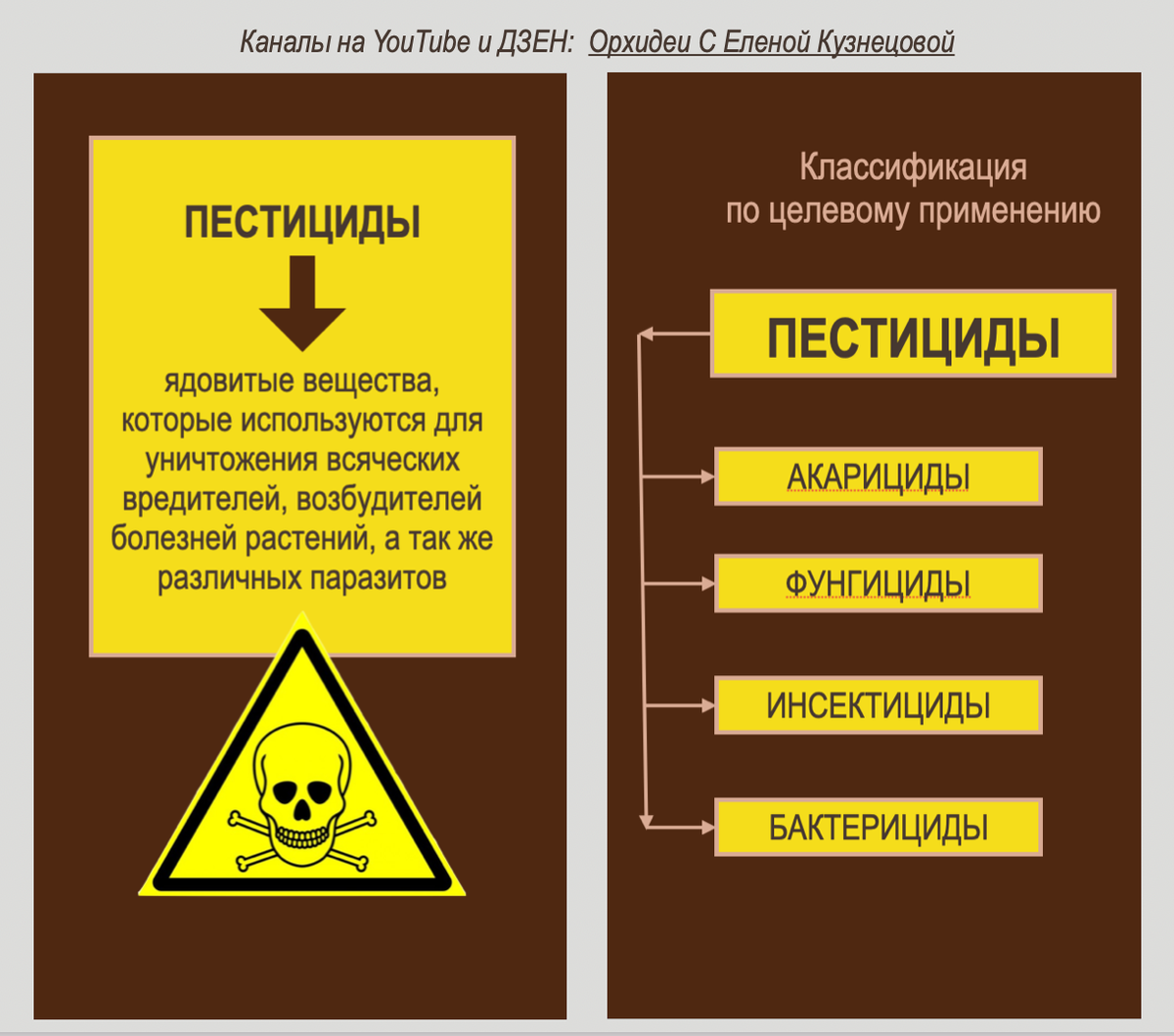 Орхидеи С Еленой Кузнецовой