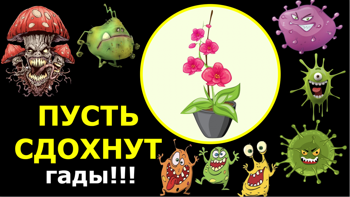 Орхидеи С Еленой Кузнецовой