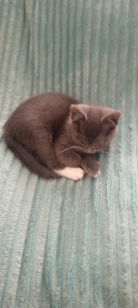 Смоки спит ☺️.