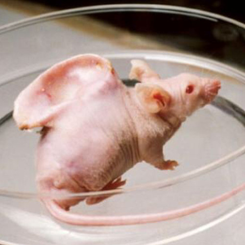 Автор: https://i1.sndcdn.com/artworks-BVwDNiezNlCAZkZP-eLxFag-t500x500.jpg