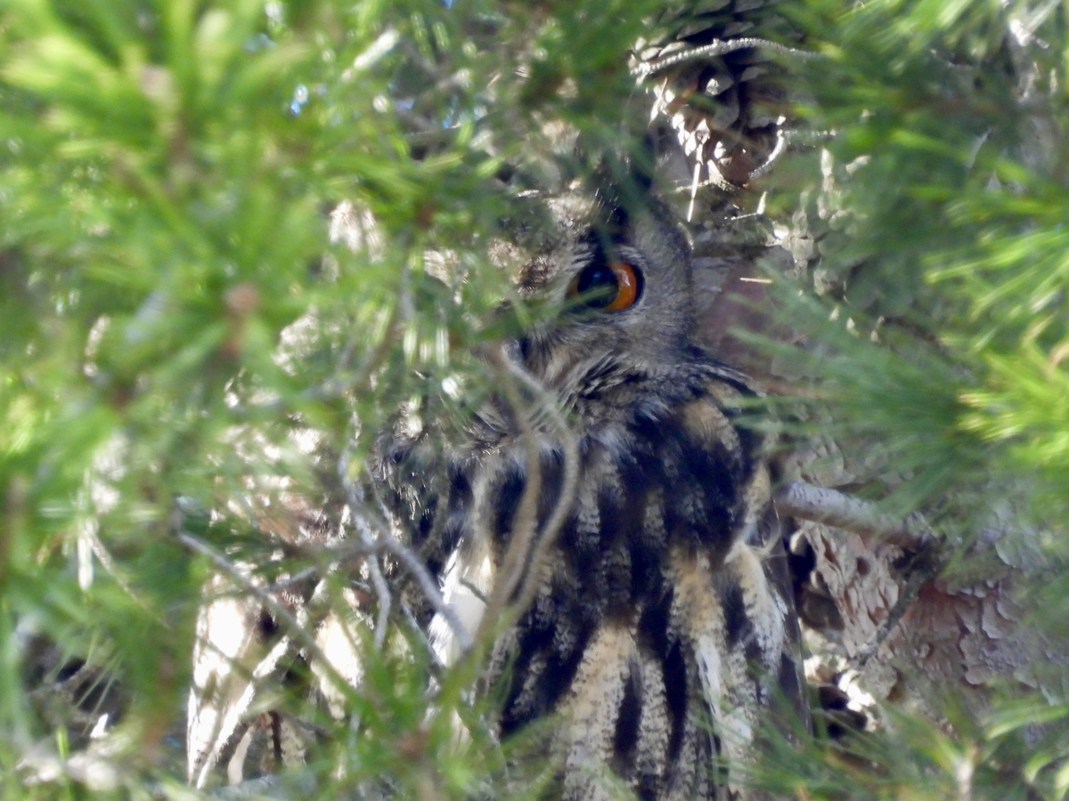 Филины ближе, чем вы думаете...