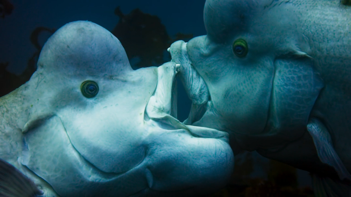 Это не страстный поцелуй, а яростная битва за самочек! 