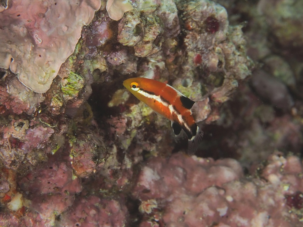 Да, вот этот малёк — дитё монстра с первого фото. 