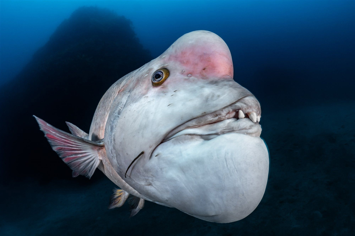 Ортодонт с таких пациентов деньги греб бы лопатой! 