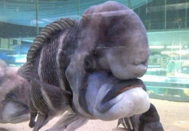 Кстати, чтобы увидеть губана во всем его великолепии, даже погружаться не обязательно! В Японии этот вид рыбы — промысловый, его можно найти в рыбных магазинах по всей стране.  