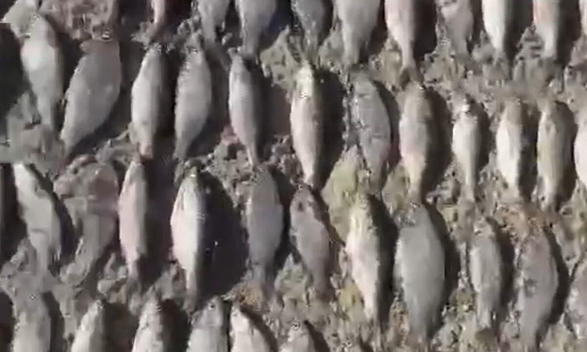    Скриншот видео ПУ ФСБ России по Краснодарскому краю