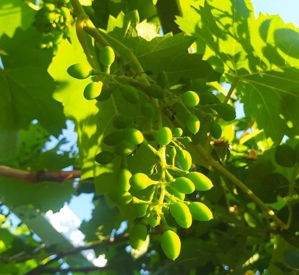 Чем защитить виноград в июне, особенно после дождей
