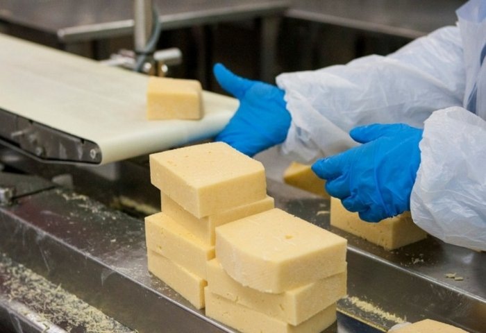 Процесс производства сыра (Фото: agroinvestor.ru)