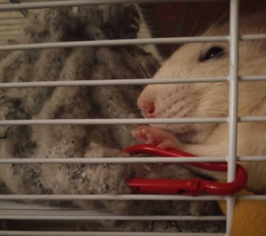 Люсику понравилось так складывать лапки на карабинчик. (Фото моё)