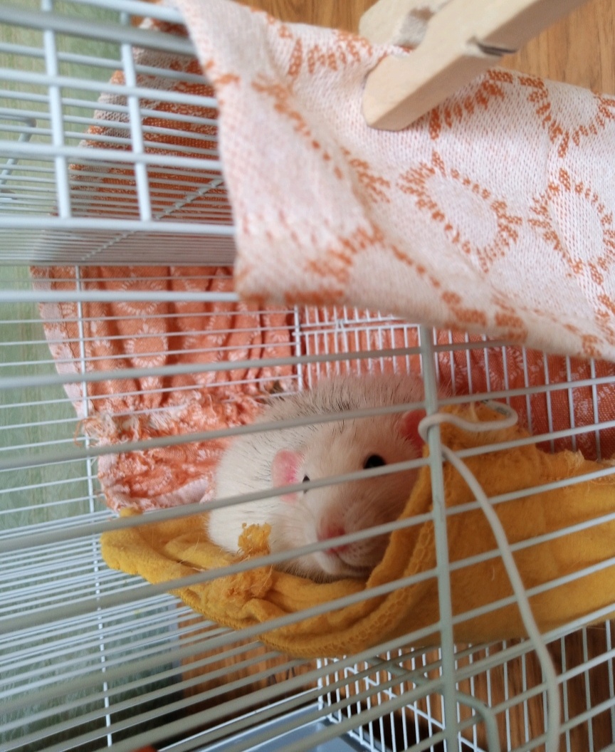 Такой дизайн был в его клеточке ,в первые дни в нашем доме.(фото моё)