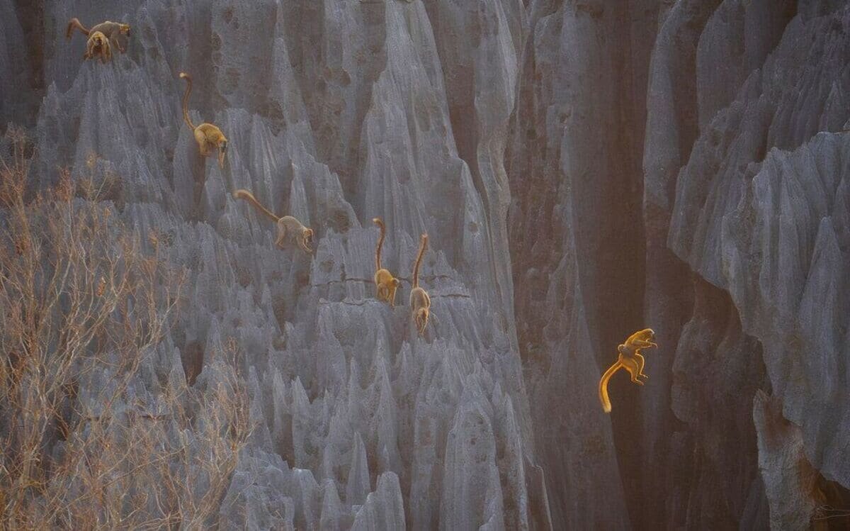    Снимок абсолютного победителя конкурса: самка бурого лемура (Eulemur fulvus) перепрыгивает ущелье вместе с цепляющимся за нее детенышем / © Donglin Zhou