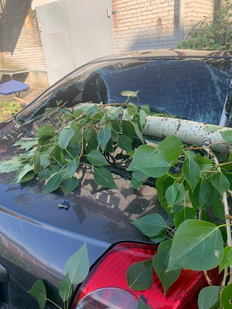 Суд обязал чиновников Кургана выплатить более 800 тысяч рублей за упавшее дерево. Фото: Предоствлено Иваном Камшиловым