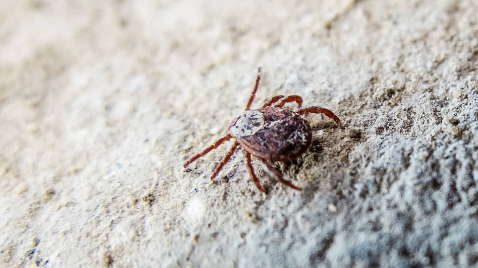 Фото: Олег Харсеев / Коммерсантъ