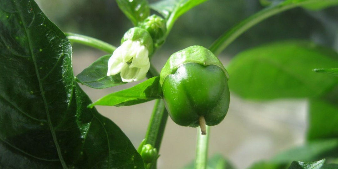 💖Подкормка сладкого перца в июне при росте завязи