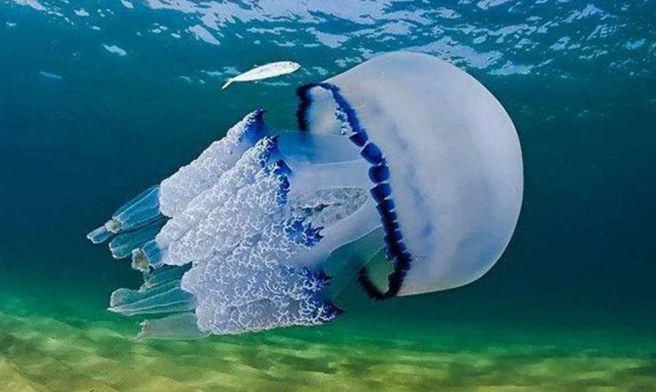 Медуза-корнерот