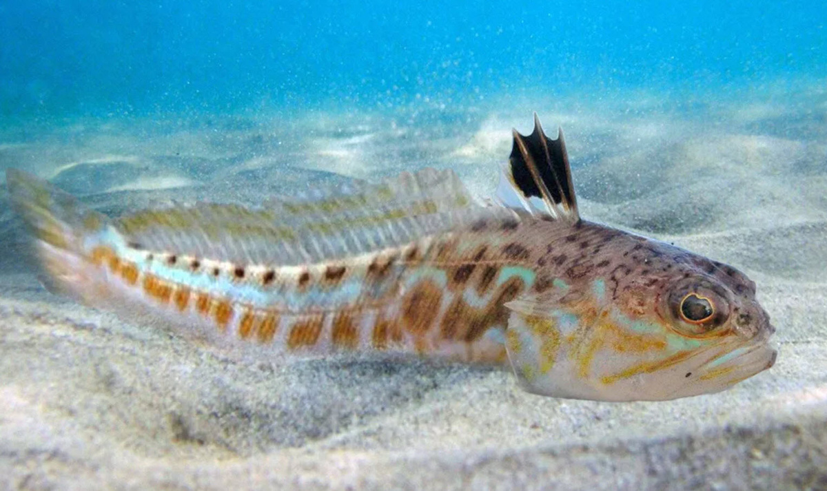 Морской дракончик 