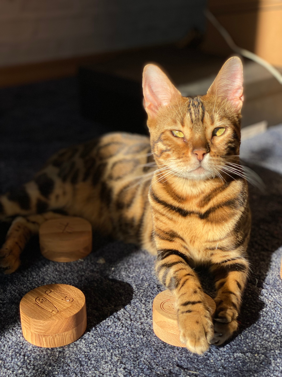 Знакомьтесь, это Тигра