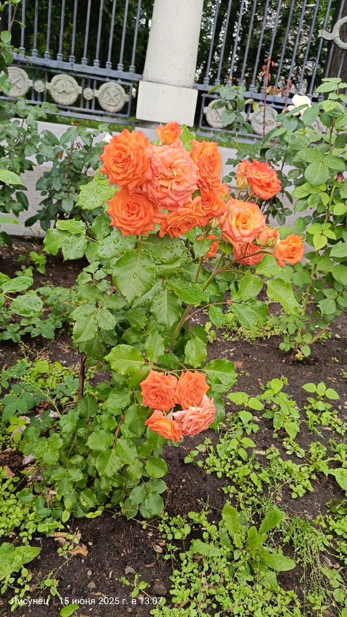 Розы при входе.