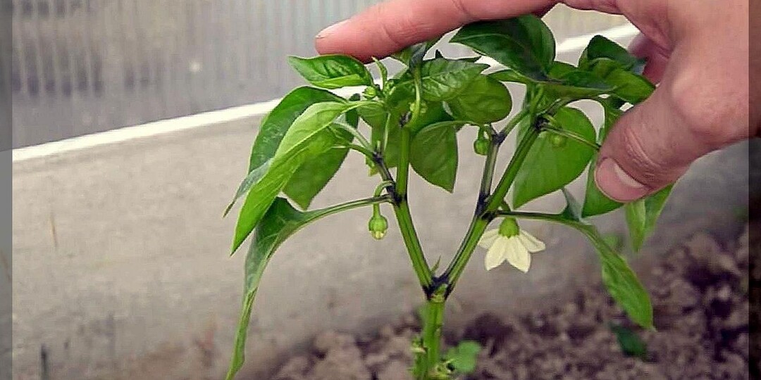 Перцы к концу июня: какие факторы напрямую влияют на хороший рост, завязываемость и урожайность перца