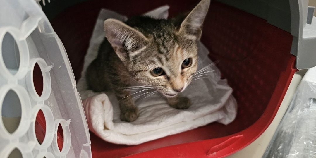 Малышок у нас