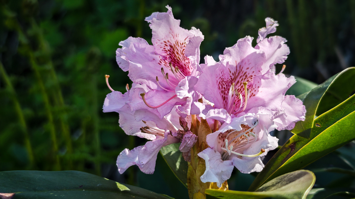 Рододендрон Кавказский - на это можно смотреть вечно...