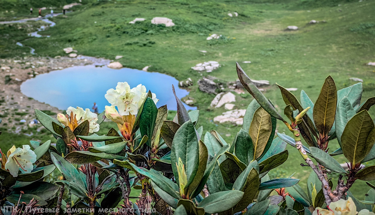Классический рододендрон Кавказский