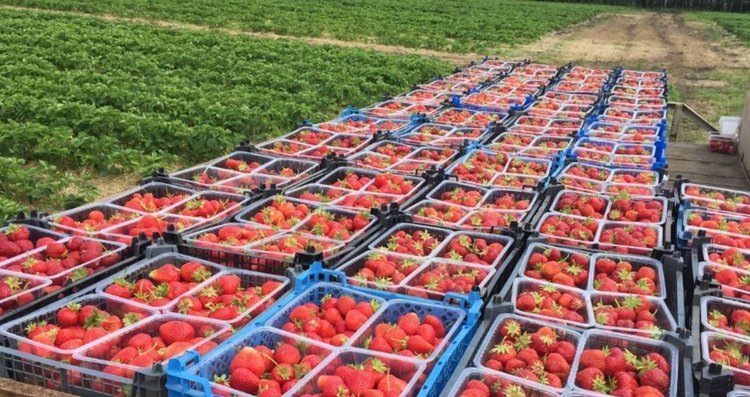    Фото: Министерство сельского хозяйства и продовольствия Рязанской области