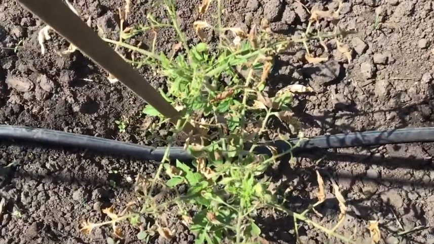 Так выглядели мои томаты утром после ночных +6°С - классические признаки температурного стресса