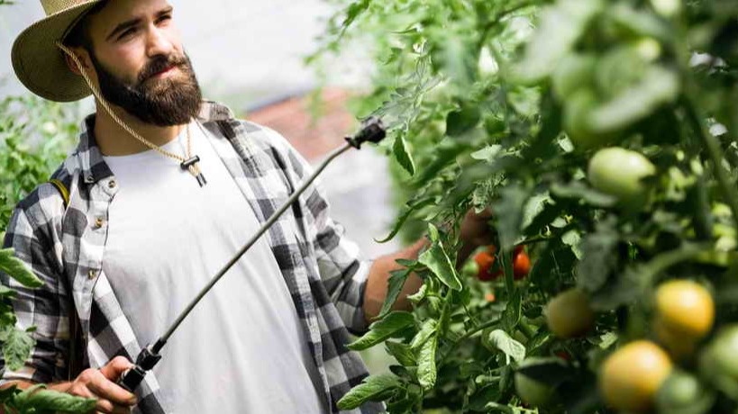 Опрыскивание томатов