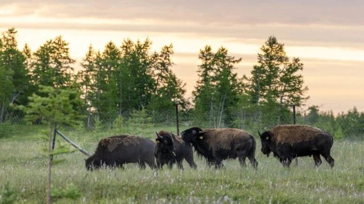    Фото: Юлия Чудинова / «Ямал-Медиа»