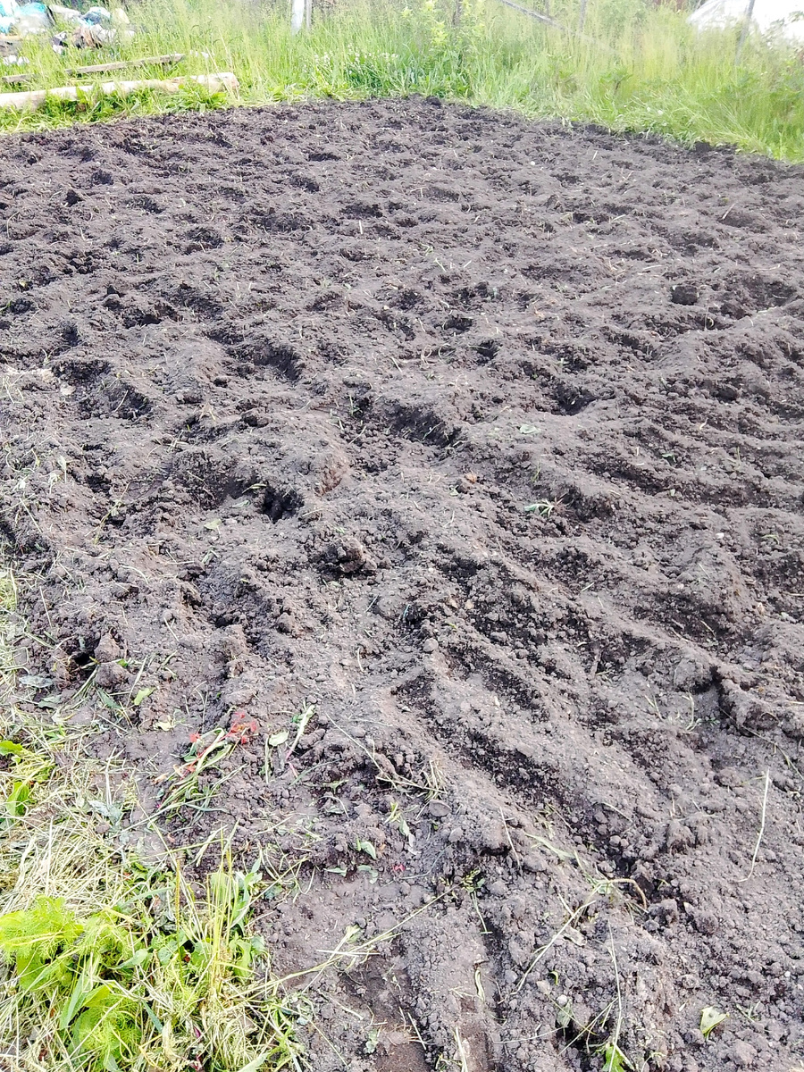 Небольшое поле, всего на три ведра картошки 