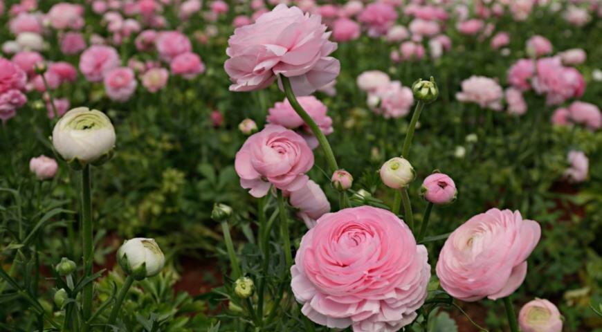 фото с сайта supersadovnik.ru