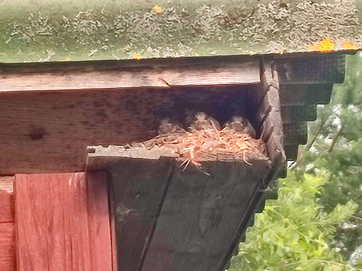 Фотографировала издалека, поэтому не очень чёткое  фото получилось. как думаете сколько их там, я вижу 4