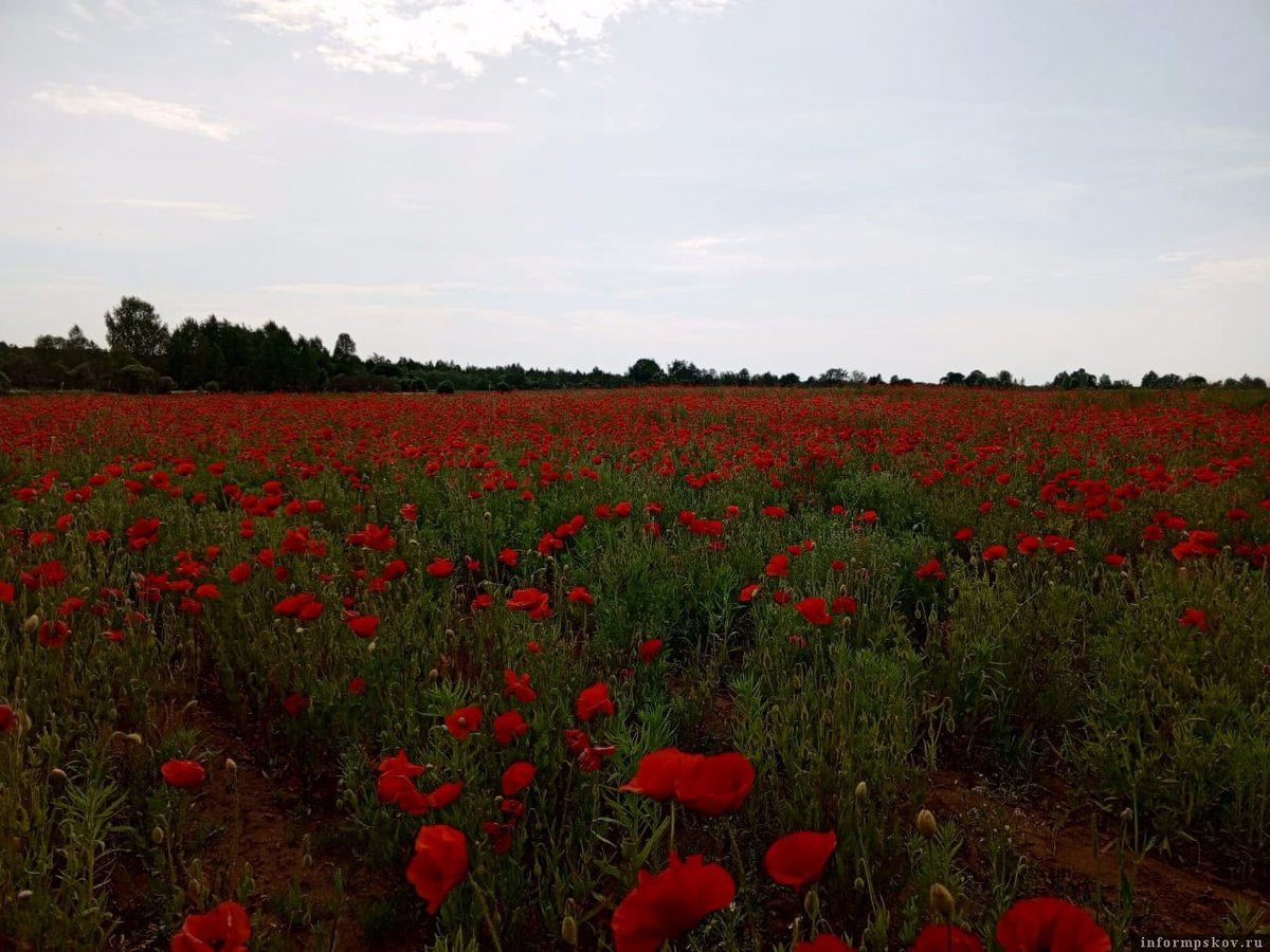 Фото: газета «Порховский вестник»