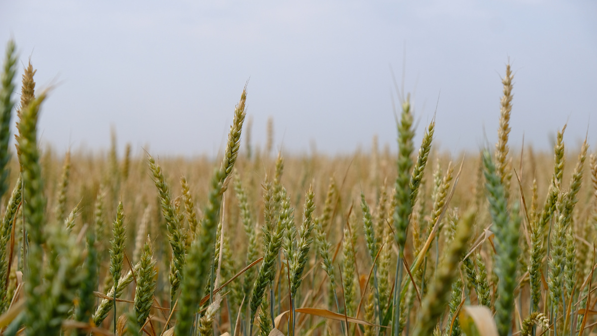 Где-то в Краснодарском крае.