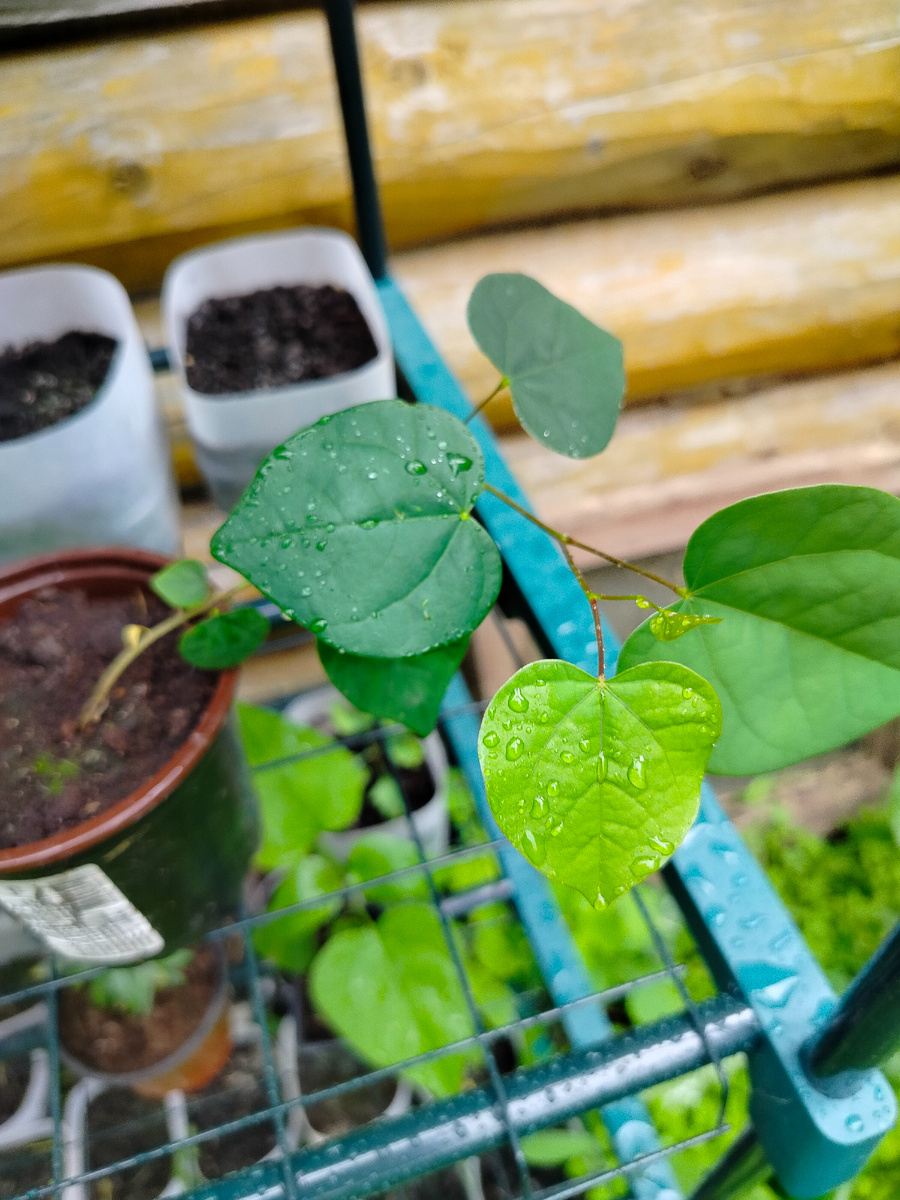 Такой он вырос с марта.