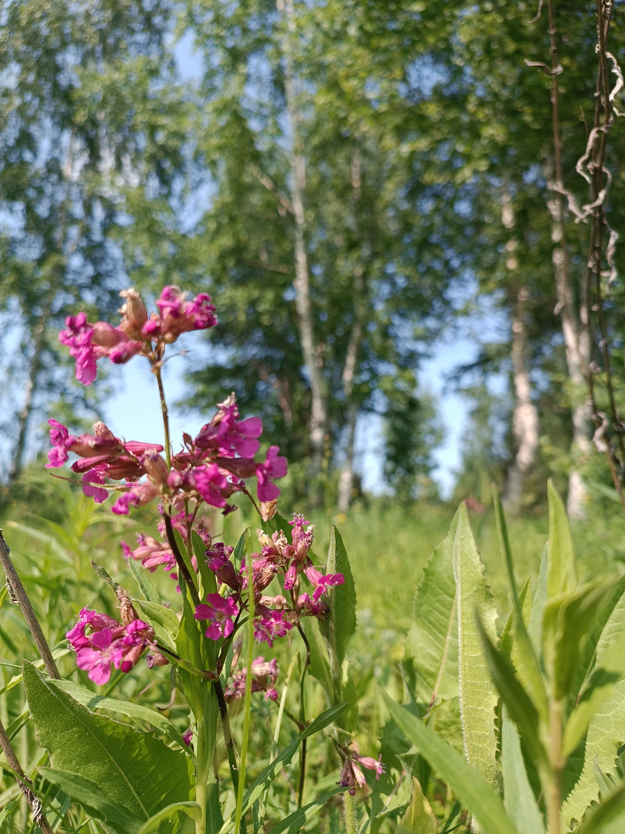 Смолëвка