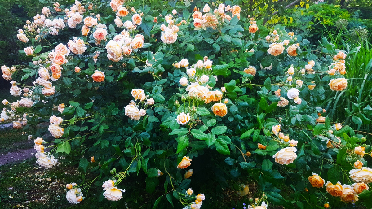 Кроун Принцесса Маргарет со своей парадной стороны.  С западной теневой стороны, куда солнце совсем не попадает, цветов бывает намного меньше, но они там тоже есть.