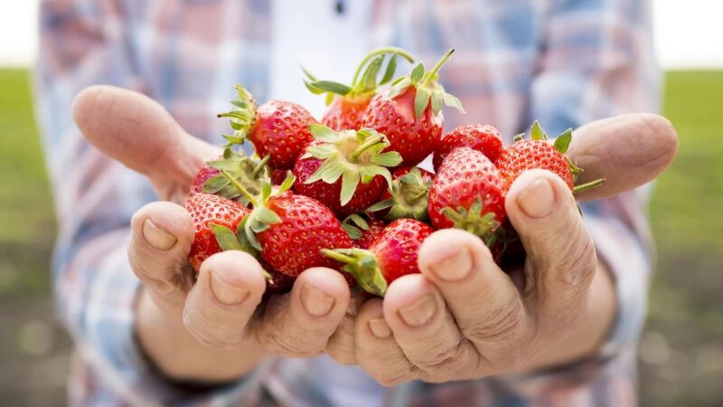     Клубника. freepik.com/serhiibobyk