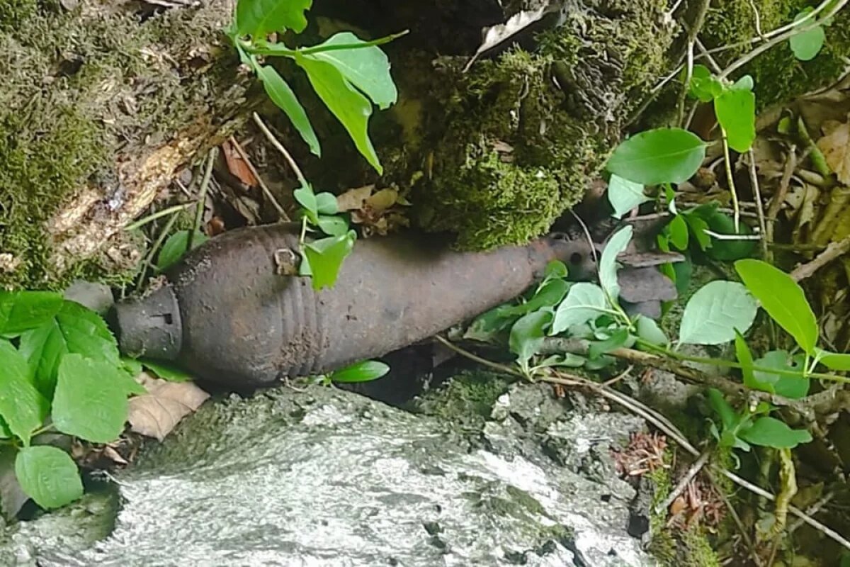    В Геленджике уничтожили найденную в лесу мину времен ВОВ