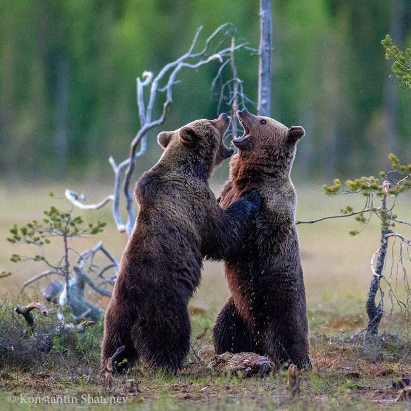   Медведи устроили "дуэль" в КарелииКонстантин Шатенев